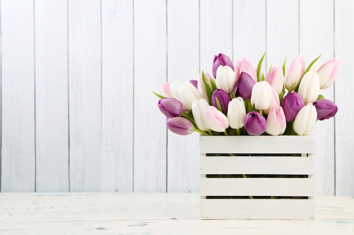 Tulips in white wodden box.